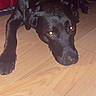 dog, black_dog, lying_down, wooden_floor, indoor, pet, canine, resting, floor, red_couch, animal, domestic_animal, fur, ears, paws, looking, flash_reflection, household, relaxed, companion