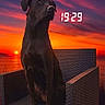 dog, black_dog, sunset, sky, digital_clock, chair, outdoor, nature, evening, animal, pet, sitting, calm, serene, landscape, water, sun, twilight, relaxation, wicker_chair