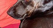 Tekila participe au concours pour gagner de l'argent avec cette photo : dog, black_dog, pet, animal, resting, lying_down, fur, closeup, portrait, indoors, red_background, relaxed, canine, sleepy, companion, mammal, cute, domestic_animal, laying, cozy