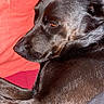 dog, black_dog, pet, animal, resting, lying_down, fur, closeup, portrait, indoors, red_background, relaxed, canine, sleepy, companion, mammal, cute, domestic_animal, laying, cozy