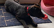 Tekila participe au concours pour gagner de l'argent avec cette photo : animal, black_dog, chew_toy, dog, floor, home, indoor, lying_down, patio_door, pet, pink_pet_bed, playful, puppy, red_collar, relaxing, rug, sunlight, tile_floor, toy, window