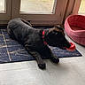 animal, black_dog, chew_toy, dog, floor, home, indoor, lying_down, patio_door, pet, pink_pet_bed, playful, puppy, red_collar, relaxing, rug, sunlight, tile_floor, toy, window