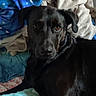 dog, black_dog, bed, blanket, indoor, pet, animal, fur, resting, looking, cozy, comfort, mammal, canine, portrait, laying_down, domestic_animal, household, cute, relaxed