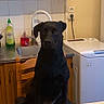 dog, black_dog, chair, kitchen, sink, dish_soap, washing_machine, table, food_package, domestic, indoor, pet, wooden_cabinet, appliance, countertop, calm, seated, household, cleaning_supplies, still_life