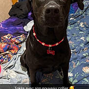 Tekila a rejoint le concours — aidez-le/la à gagner de superbes lots ! bed, bedding, bedroom, black_dog, black_fur, bone_tag, brown_eyes, collar, dog, floppy_ears, floral_bedding, front_facing, indoors, name_tag, pet, pet_photography, portrait, red_collar, sitting, text_overlay
