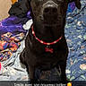 bed, bedding, bedroom, black_dog, black_fur, bone_tag, brown_eyes, collar, dog, floppy_ears, floral_bedding, front_facing, indoors, name_tag, pet, pet_photography, portrait, red_collar, sitting, text_overlay