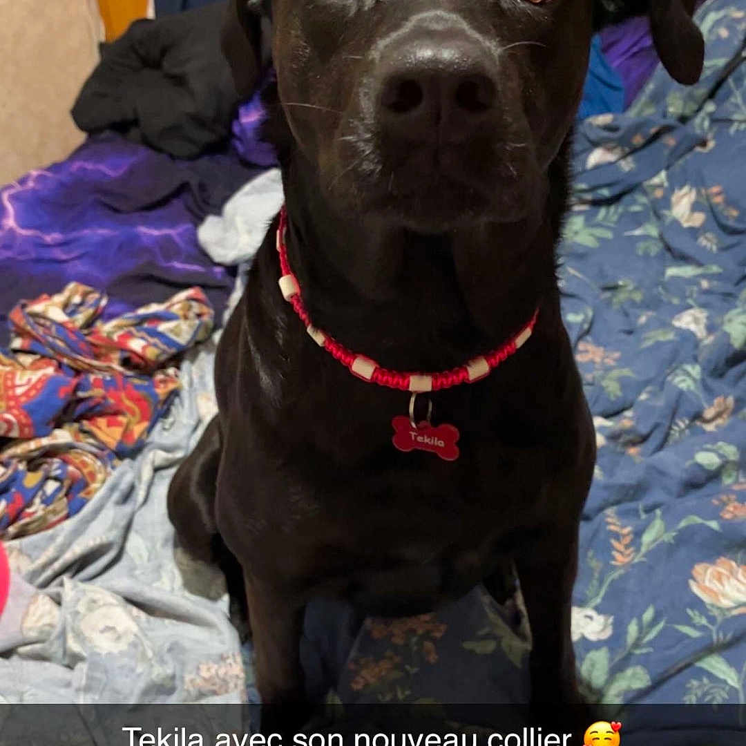 Tekila