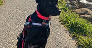 Tekila participe au concours pour gagner de l'argent avec cette photo : dog, black_dog, leash, red_collar, harness, path, sidewalk, coast, sea, rocks, greenery, sunlight, shadow, outdoor, nature, water, sky, calm, pet, obedient