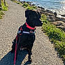 dog, black_dog, leash, red_collar, harness, path, sidewalk, coast, sea, rocks, greenery, sunlight, shadow, outdoor, nature, water, sky, calm, pet, obedient