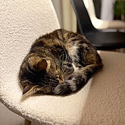 Jypsi a rejoint le concours — aidez-le/la à gagner de superbes lots ! blurred_background, cat, chair, comfortable, cozy, curled_up, fur, furniture, indoor, modern, napping, pet, resting, sleeping, soft_texture, striped, tabby, tail, whiskers, wooden_legs