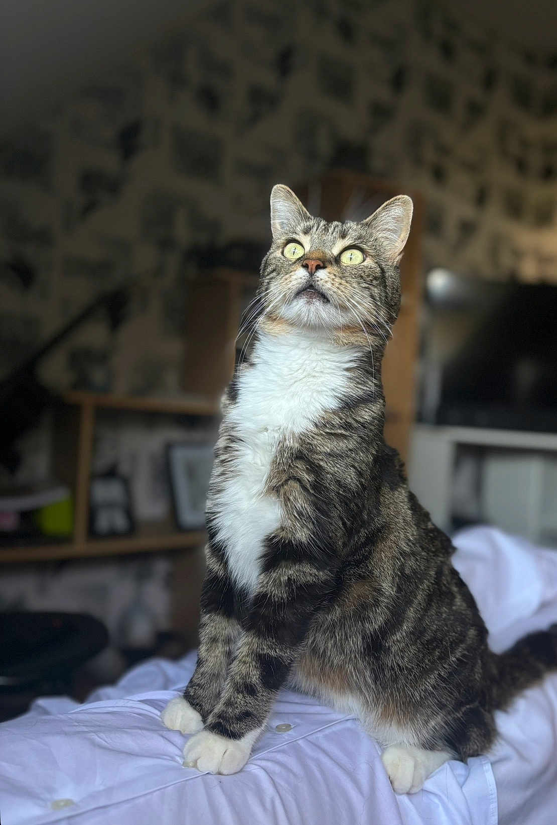 Jypsi participe au concours pour gagner de l'argent avec cette photo : cat, tabby, pet, indoor, bed, white_bedspread, feline, sitting, looking_up, whiskers, green_eyes, fur, paws, domestic_animal, animal, blurred_background, home, furniture, shelf, television