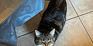 Jypsi participe au concours pour gagner de l'argent avec cette photo : animal, brown, cat, chair, domestic, feline, floor, gray, indoor, looking_up, mouth_open, pet, striped, tabby_cat, table, tablecloth, tail, tile_floor, towel, whiskers