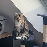 Jypsi participe au concours pour gagner de l'argent avec cette photo : cat, tabby_cat, cat_tree, indoor, window, natural_light, furniture, pet, animal, fur, paws, striped, white_paws, sitting, looking, perched, home, cozy, quiet, daylight