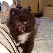 Aby participe au concours pour gagner de l'argent avec cette photo : dog, puppy, pomeranian, fluffy, bed, blanket, bedding, indoor, pet, cute, wide_eyes, fur, nose, portrait, close_up, paw, lamp, slippers, soft_texture, white_chest_patch