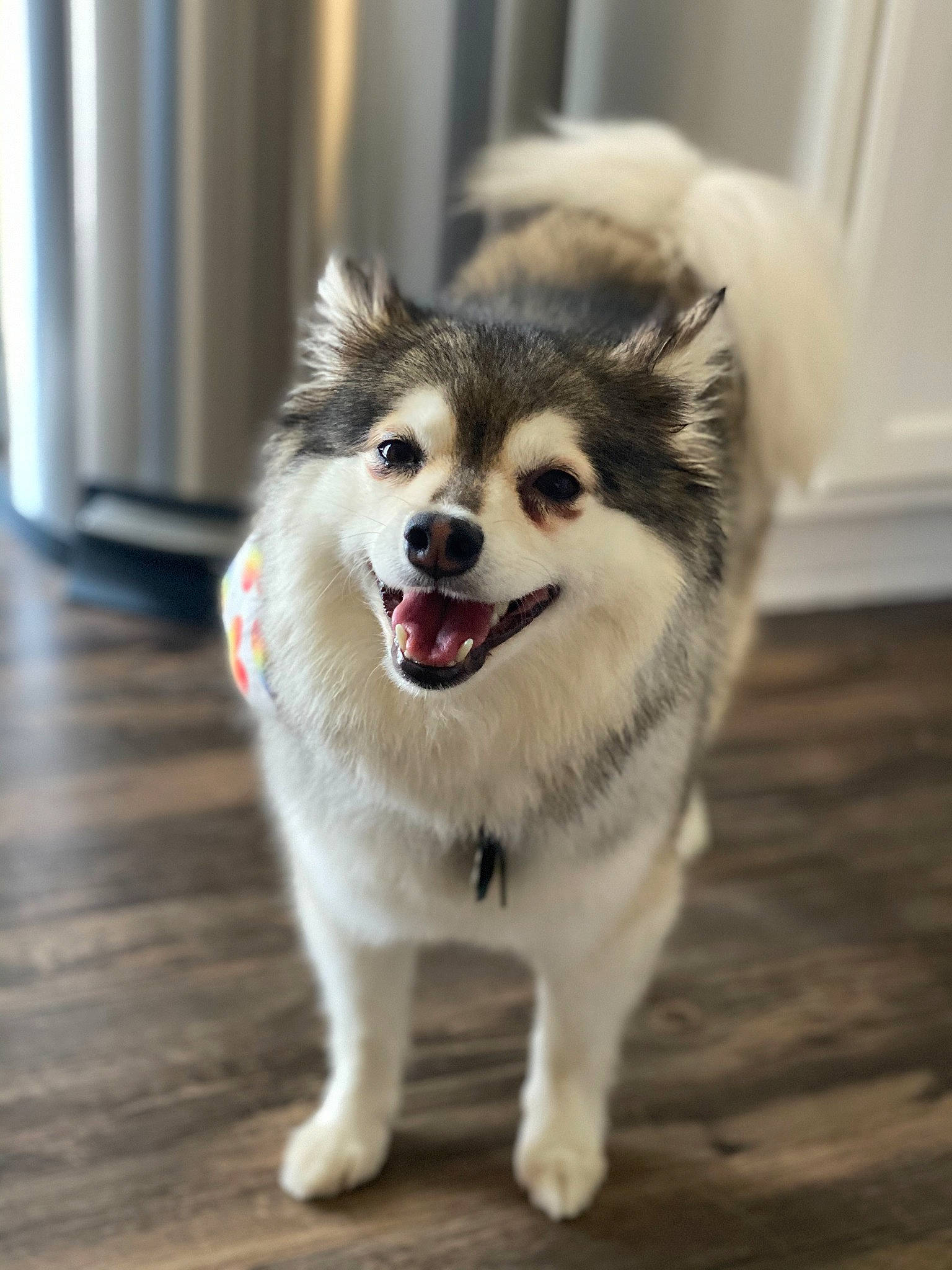 Koda joined the competition — help win amazing prizes! ancient_dog_breeds, canidae, carnivore, companion_dog, dog, dog_breed, dog_supply, floor, flooring, fur, iris, mammal, non_sporting_group, sled_dog, snout, spitz, tongue, wood_flooring, working_animal