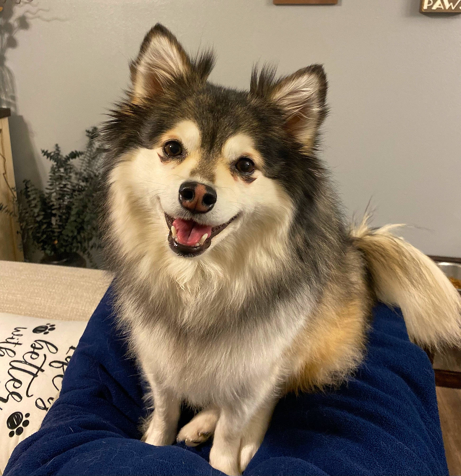 Koda joined the competition — help win amazing prizes! ancient_dog_breeds, canidae, canis, carnivore, companion_dog, denim, dog, dog_breed, fur, iris, non_sporting_group, sled_dog, snout, spitz, tongue, tooth, vertebrate, whiskers, working_animal, working_dog
