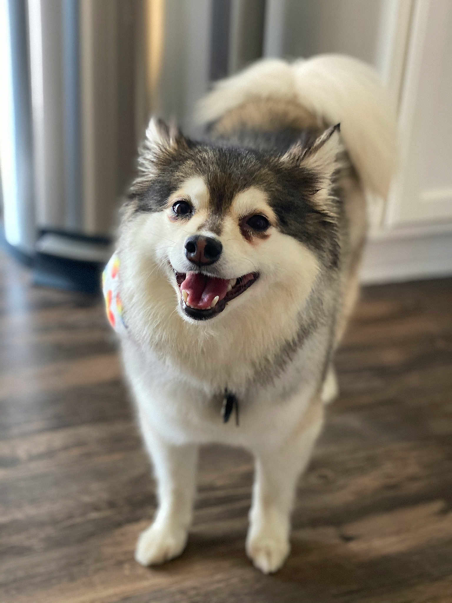 Koda