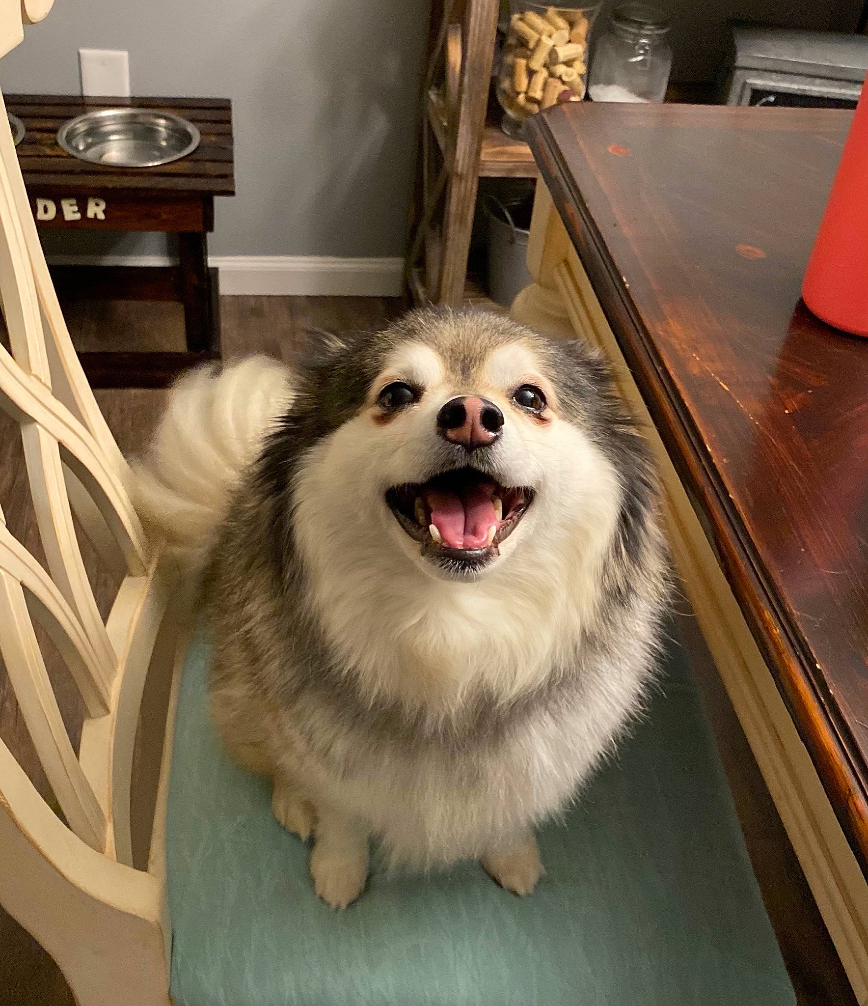 Koda joined the competition — help win amazing prizes! canidae, carnivore, companion_dog, dog, dog_breed, fang, fur, hardwood, home_appliance, picture_frame, snout, spitz, sporting_group, tongue, tooth, varnish, vertebrate, whiskers, wood_stain, working_animal