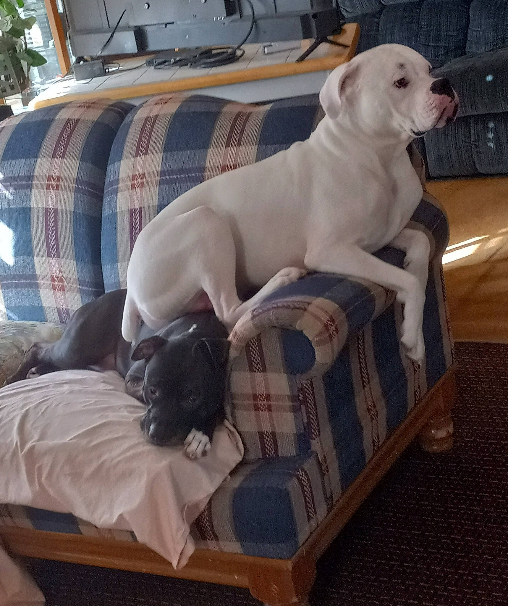 Bennie is registered to the contest to win money with this photo: canidae, carnivore, comfort, companion_dog, couch, dog, dog_breed, dog_supply, fawn, flooring, grey, gun_dog, linens, mammal, pattern, pet_supply, sporting_group, studio_couch, tail, working_animal