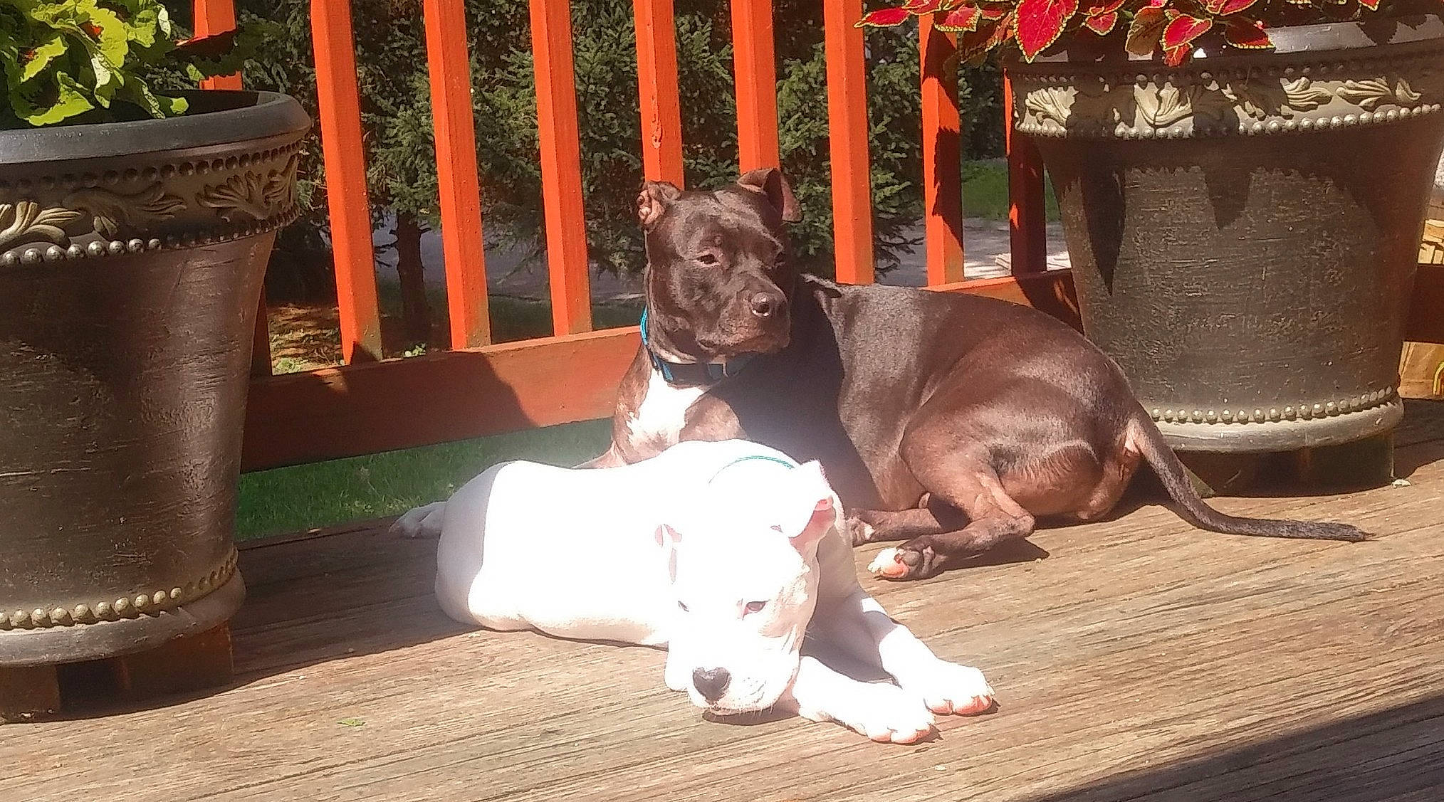 Bennie joined the competition — help win amazing prizes! canidae, carnivore, collar, companion_dog, dog, dog_breed, dog_collar, dog_supply, fawn, fence, flowerpot, houseplant, liver, pet_supply, plant, snout, sporting_group, tail, wood, working_animal