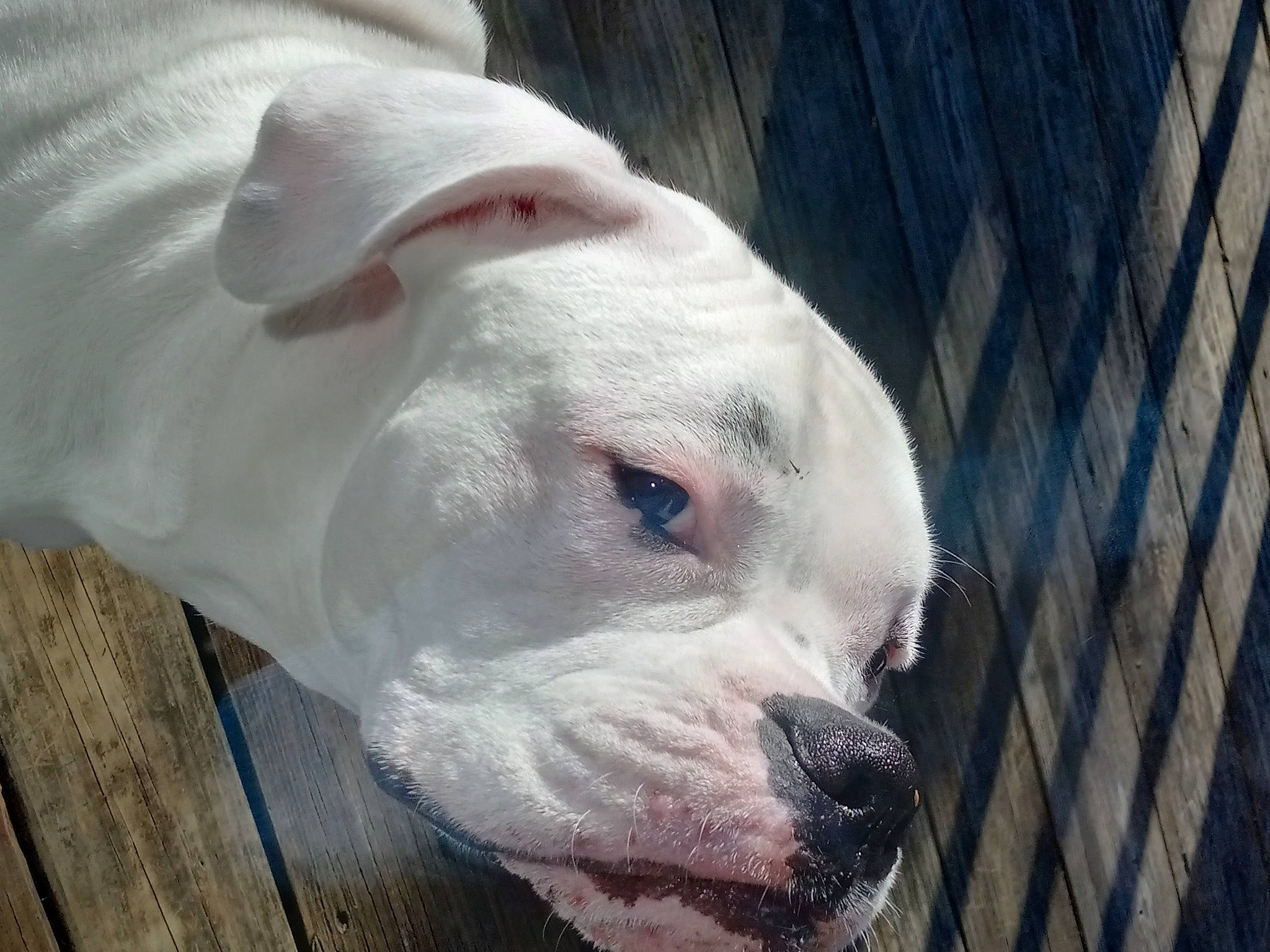 Bennie is registered to the contest to win money with this photo: boxer, canidae, carnivore, companion_dog, dog, dog_breed, dogo_guatemalteco, ear, eye, fawn, non_sporting_group, pet_supply, snout, sporting_group, terrestrial_animal, whiskers, wood, working_animal