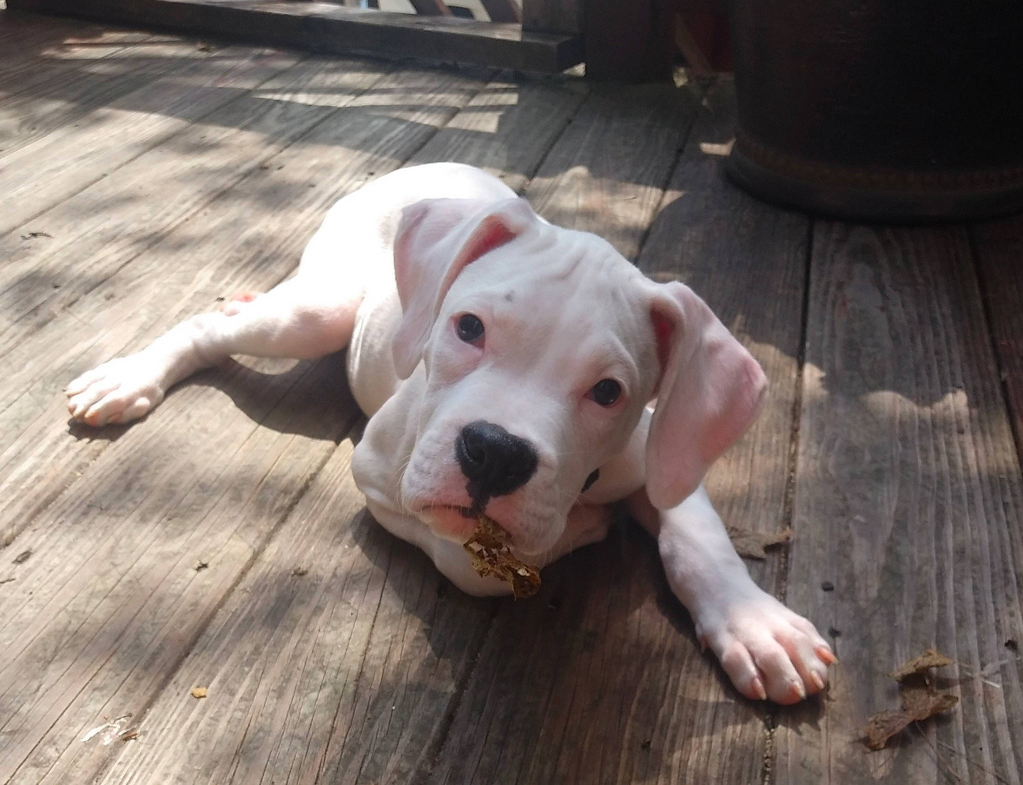 Bennie is registered to the contest to win money with this photo: canidae, carnivore, collar, companion_dog, dog, dog_breed, dog_collar, fawn, floor, flooring, hardwood, paw, pet_supply, plank, snout, sporting_group, tail, whiskers, wood, working_animal