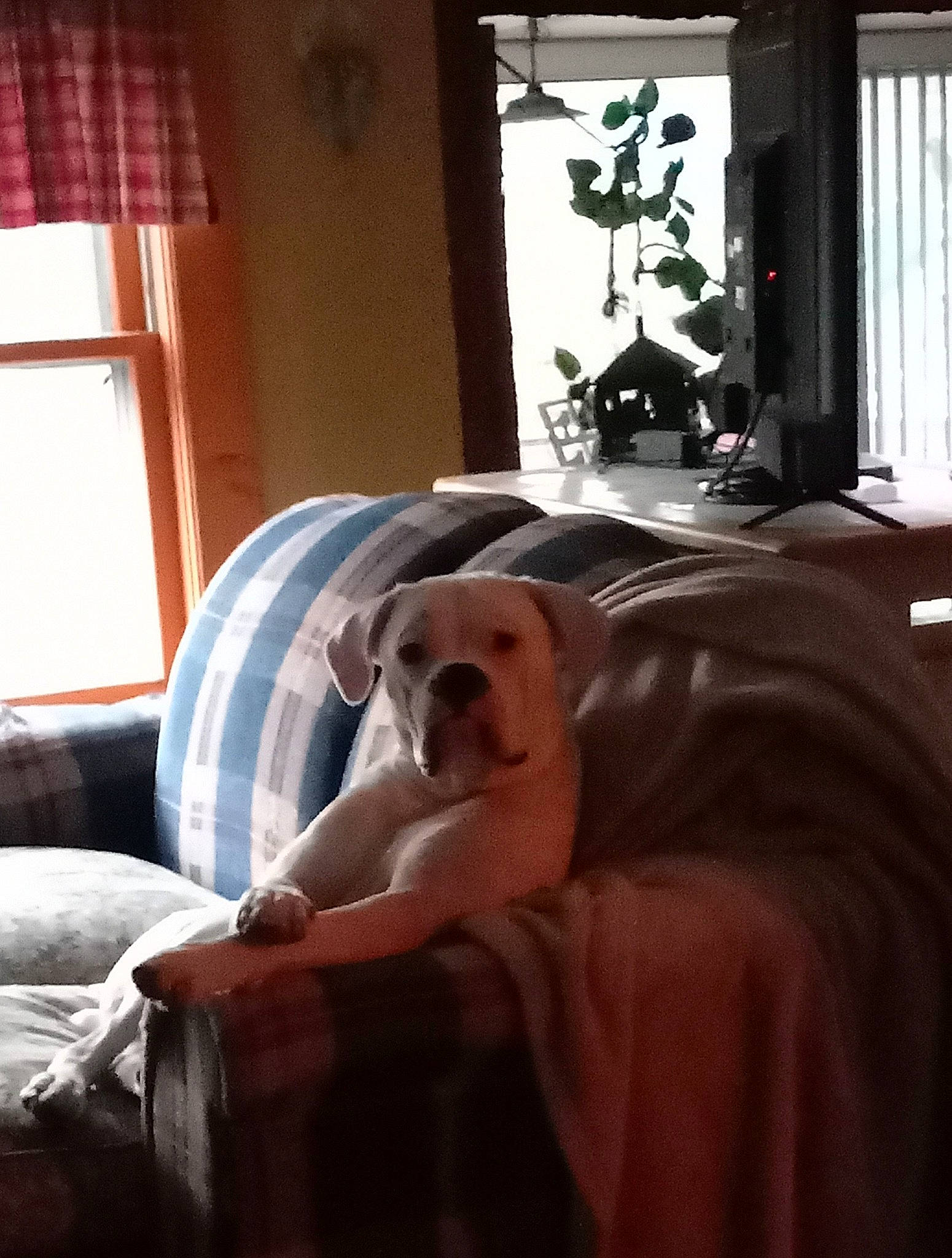 Bennie joined the competition — help win amazing prizes! carnivore, chair, comfort, companion_dog, couch, curtain, dog, dog_breed, fawn, flooring, hardwood, houseplant, interior_design, linens, living_room, plant, property, window, wood, working_animal