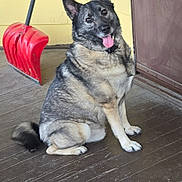 Gage is registered to the contest to win money with this photo: dog, canine, pet, sitting, porch, wooden_floor, yellow_wall, red_shovel, tongue_out, ears_up, happy, domestic_animal, fur, tail, door, window, collar, outdoor, daylight, house