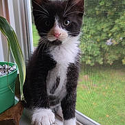 Grimsley joined the competition — help win amazing prizes! kitten, cat, black_and_white, pink_nose, windowsill, window_screen, green_plant, potted_plant, speaker, curious, indoor, pet, whiskers, fur, young_cat, looking, close_up, natural_light, houseplant, home