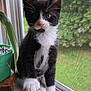 kitten, cat, black_and_white, pink_nose, windowsill, window_screen, green_plant, potted_plant, speaker, curious, indoor, pet, whiskers, fur, young_cat, looking, close_up, natural_light, houseplant, home