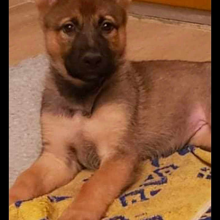 Stella