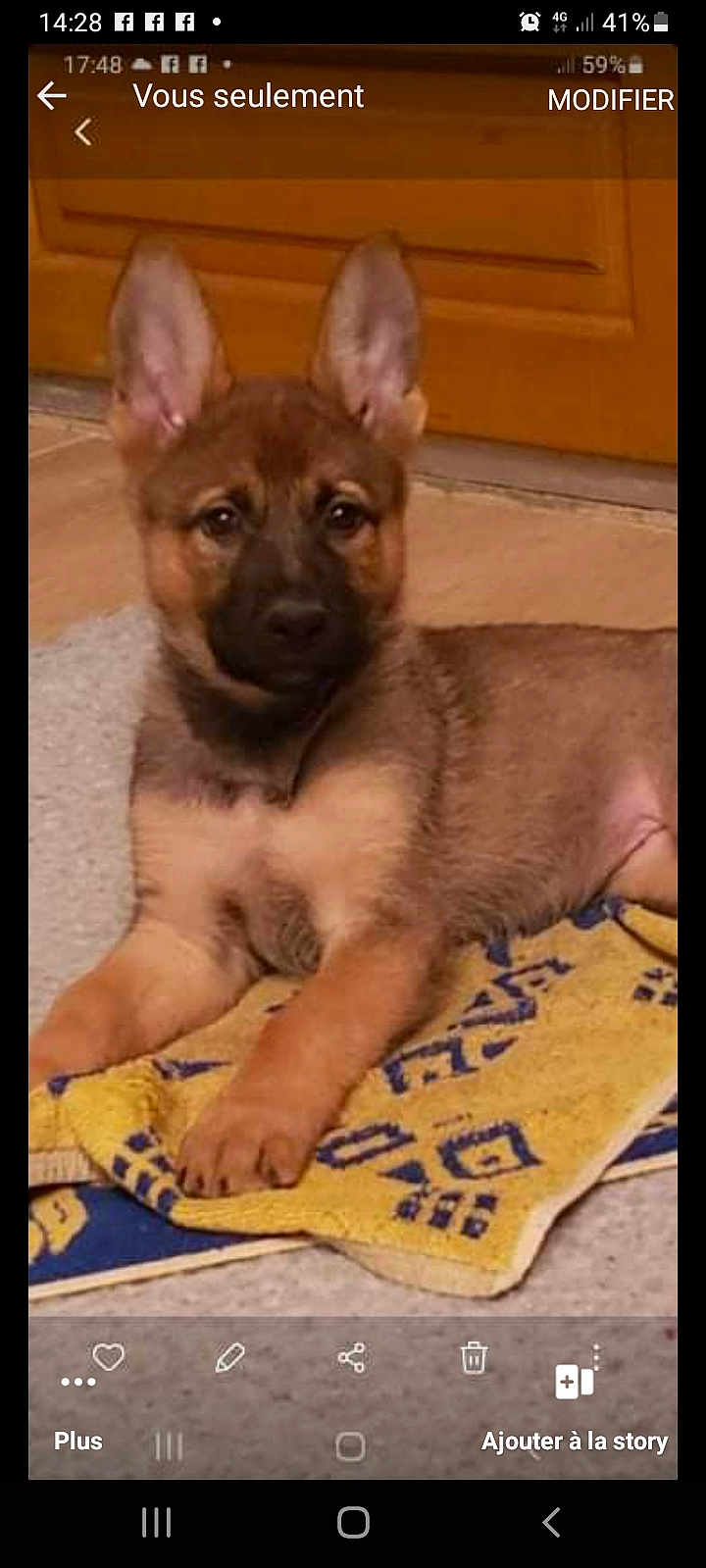 Stella