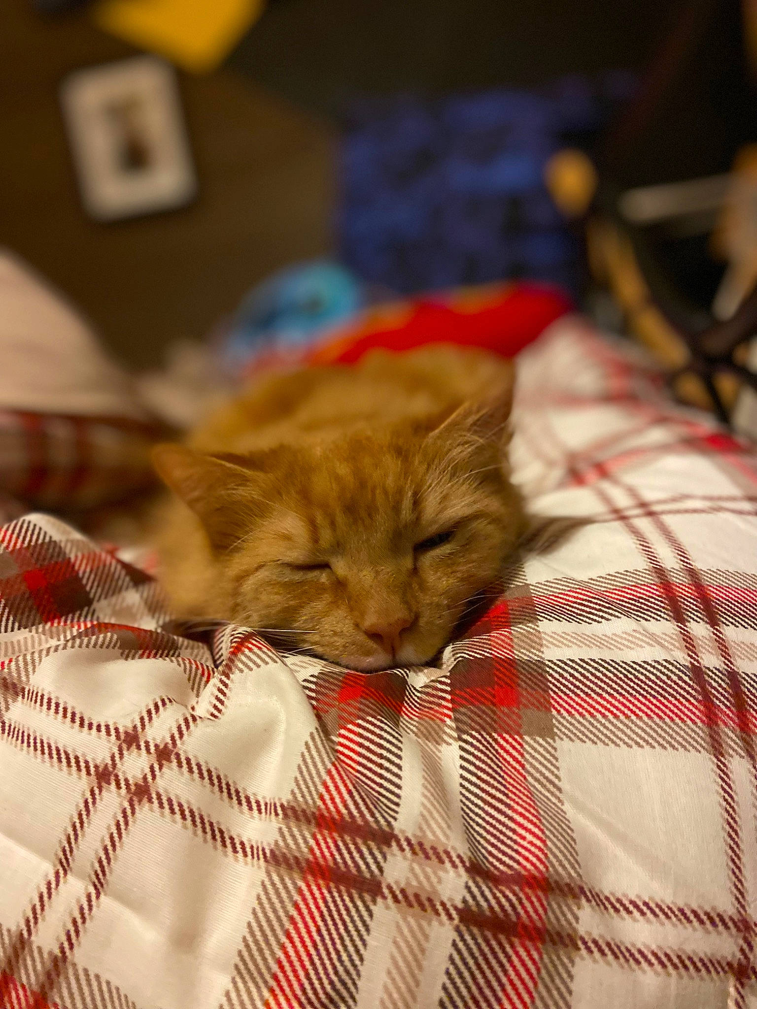 Thor is registered to the contest to win money with this photo: carnivore, cat, claw, close_up, comfort, domestic_short_haired_cat, felidae, fur, linens, natural_material, pattern, plaid, small_to_medium_sized_cats, snout, tartan, terrestrial_animal, textile, whiskers, woven_fabric