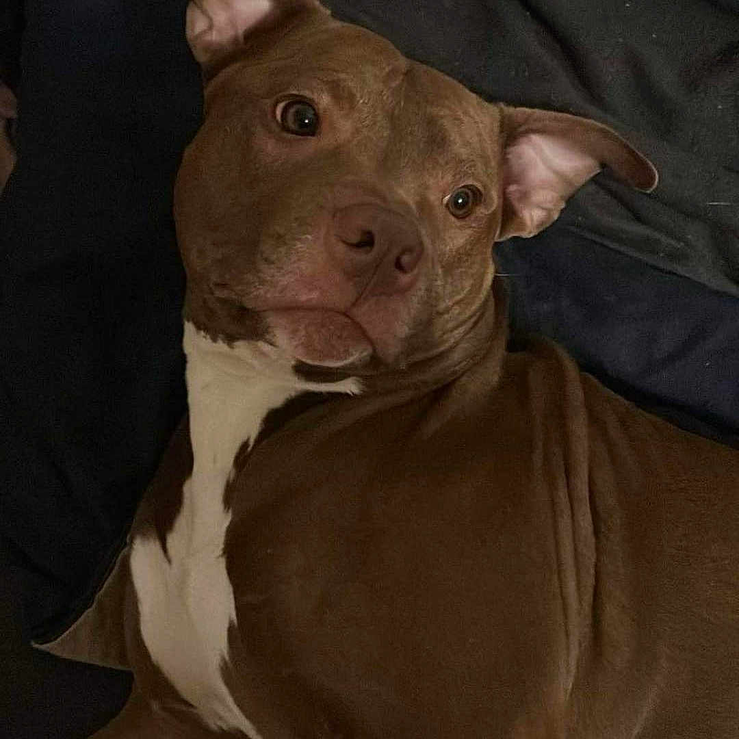 Keyzer participe au concours pour gagner de l'argent avec cette photo : animal, blanket, bostonbull, boxer, bulldog, canine, couch, dog, face, frenchbulldog, furniture, head, hound, person, pet, pitbull, pointer, puppy, sleeping, snout