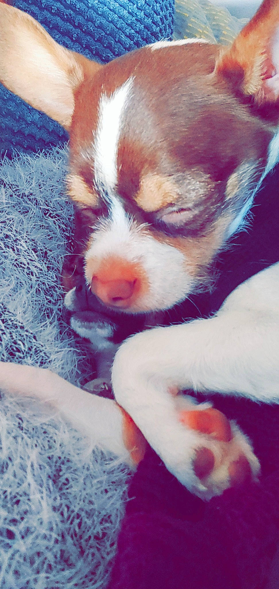 Nayah participe au concours pour gagner de l'argent avec cette photo : brittany, canidae, carnivore, companion_dog, dog, dog_breed, mammal, nose, puppy, puppy_love, rare_breed_dog, siberian_husky, sporting_group