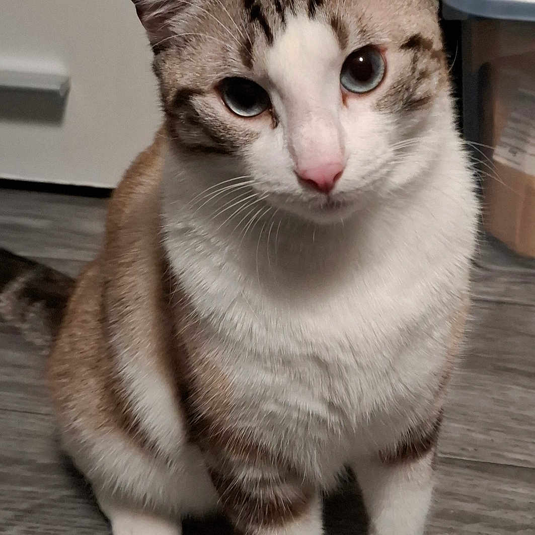 Stitch a rejoint le concours — aidez-le/la à gagner de superbes lots ! animal, blue_eyes, cat, close_up, curious, domestic_animal, ears, feline, floor, fur, household, indoor, pet, sitting, storage, striped_fur, tail, whiskers, white_paws, wooden_floor