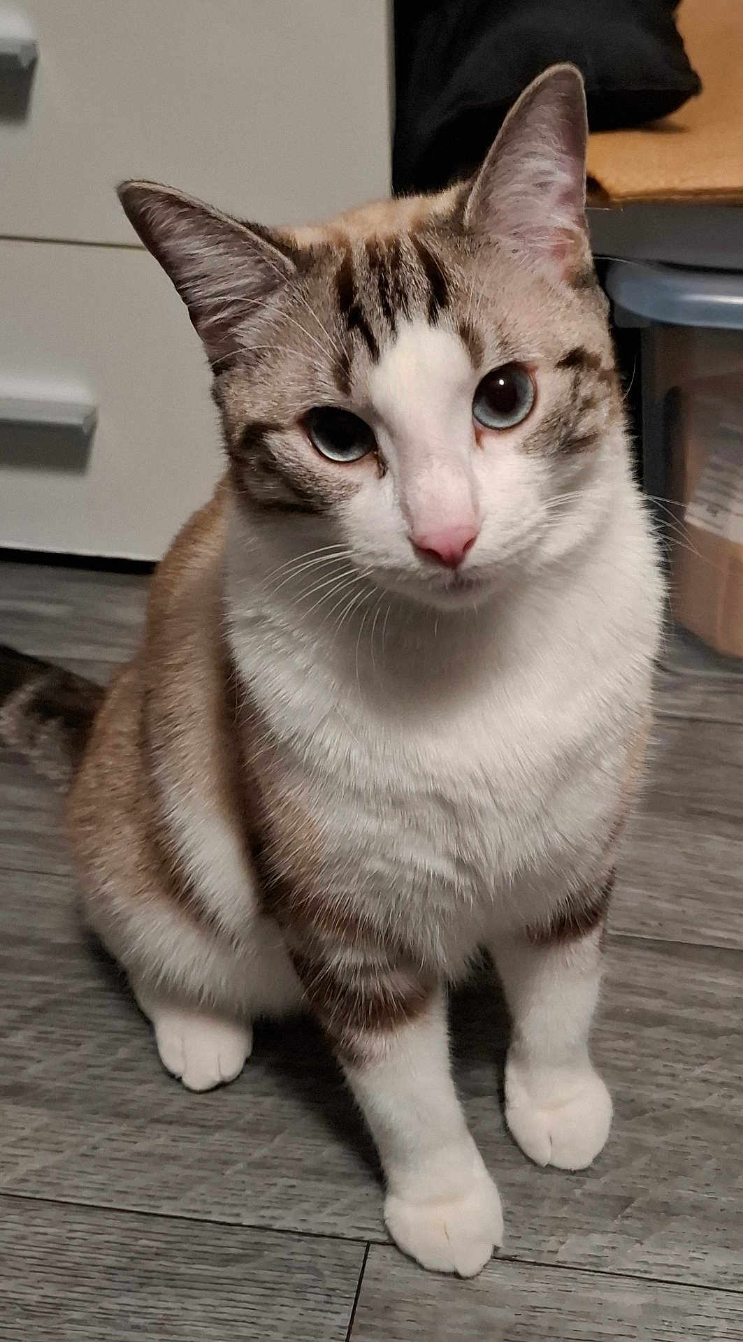 Stitch a rejoint le concours — aidez-le/la à gagner de superbes lots ! cat, animal, pet, blue_eyes, white_paws, striped_fur, indoor, floor, wooden_floor, feline, curious, sitting, domestic_animal, whiskers, ears, tail, close_up, fur, household, storage