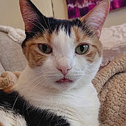 Beatrice joined the competition — help win amazing prizes! cat, calico, close_up, green_eyes, tongue_out, pet, feline, whiskers, ears, fur, indoor, blanket, cozy, relaxed, cute, animal, portrait, household, soft_texture, resting