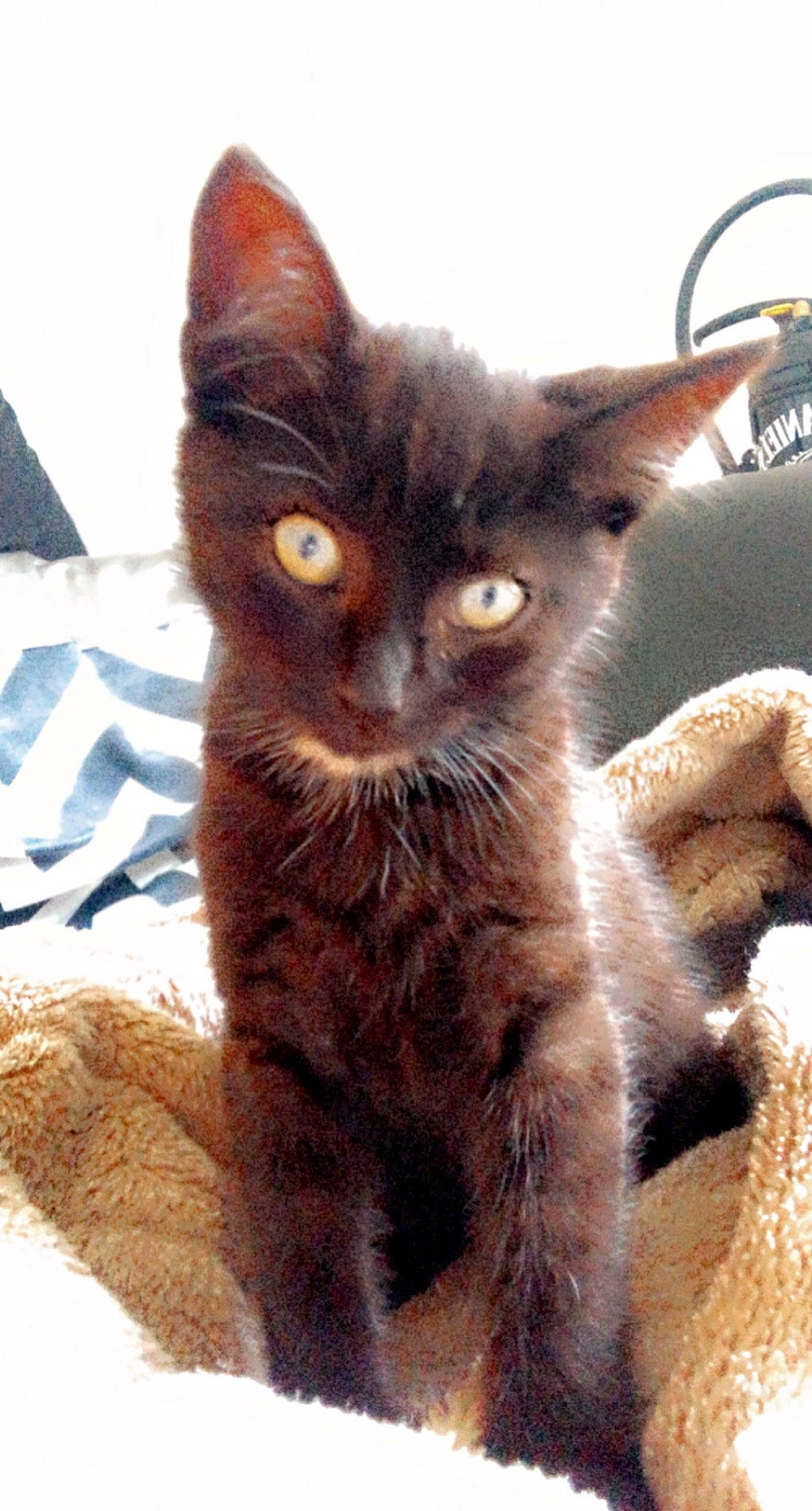 Freddy a rejoint le concours — aidez-le/la à gagner de superbes lots ! carnivore, cat, claw, domestic_short_haired_cat, fawn, felidae, fur, iris, paw, small_to_medium_sized_cats, snout, tail, terrestrial_animal, whiskers