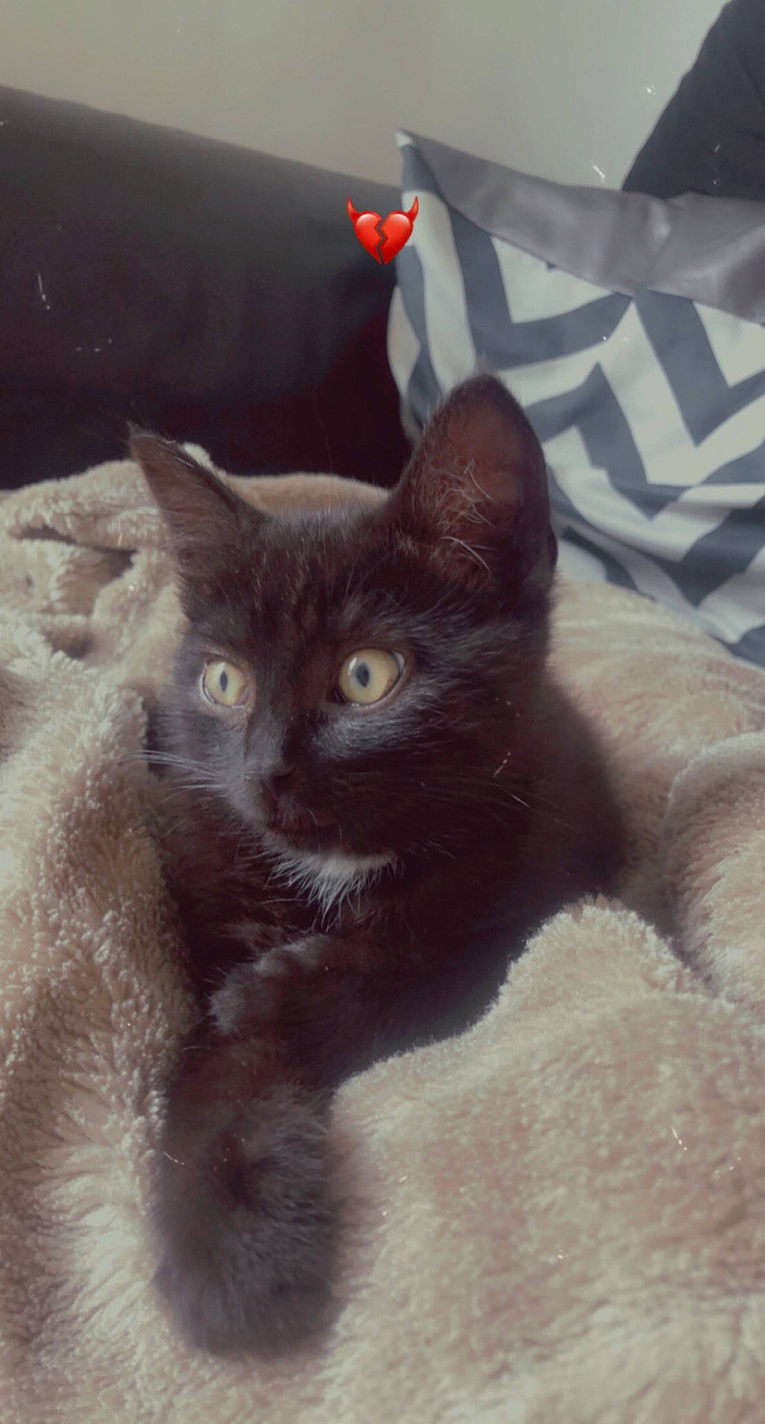 Freddy participe au concours pour gagner de l'argent avec cette photo : black_cat, carnivore, cat, cat_supply, comfort, domestic_short_haired_cat, felidae, fur, grey, small_to_medium_sized_cats, snout, tail, terrestrial_animal, whiskers, window