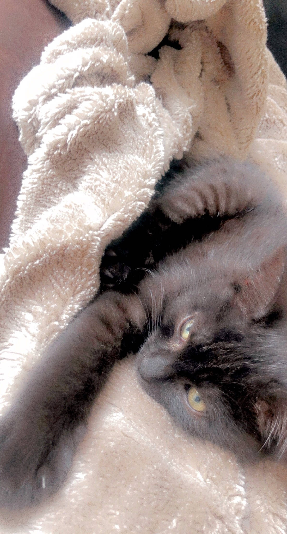 Freddy a rejoint le concours — aidez-le/la à gagner de superbes lots ! canidae, carnivore, cat, claw, close_up, companion_dog, dog_breed, domestic_short_haired_cat, eyelash, fawn, feather, felidae, fur, fur_clothing, grey, paw, small_to_medium_sized_cats, snout, tail, whiskers