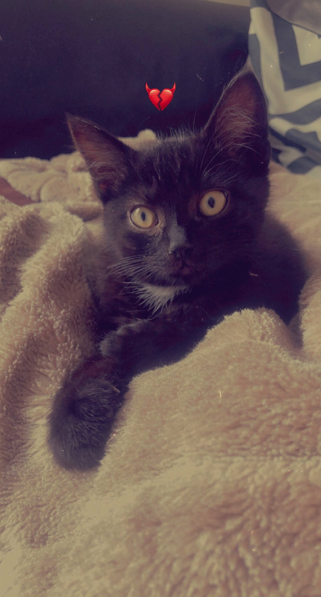 Freddy participe au concours pour gagner de l'argent avec cette photo : black_cat, bombay, carnivore, cat, claw, comfort, domestic_short_haired_cat, electric_blue, eye, felidae, fur, iris, leg, paw, small_to_medium_sized_cats, snout, tail, terrestrial_animal, whiskers