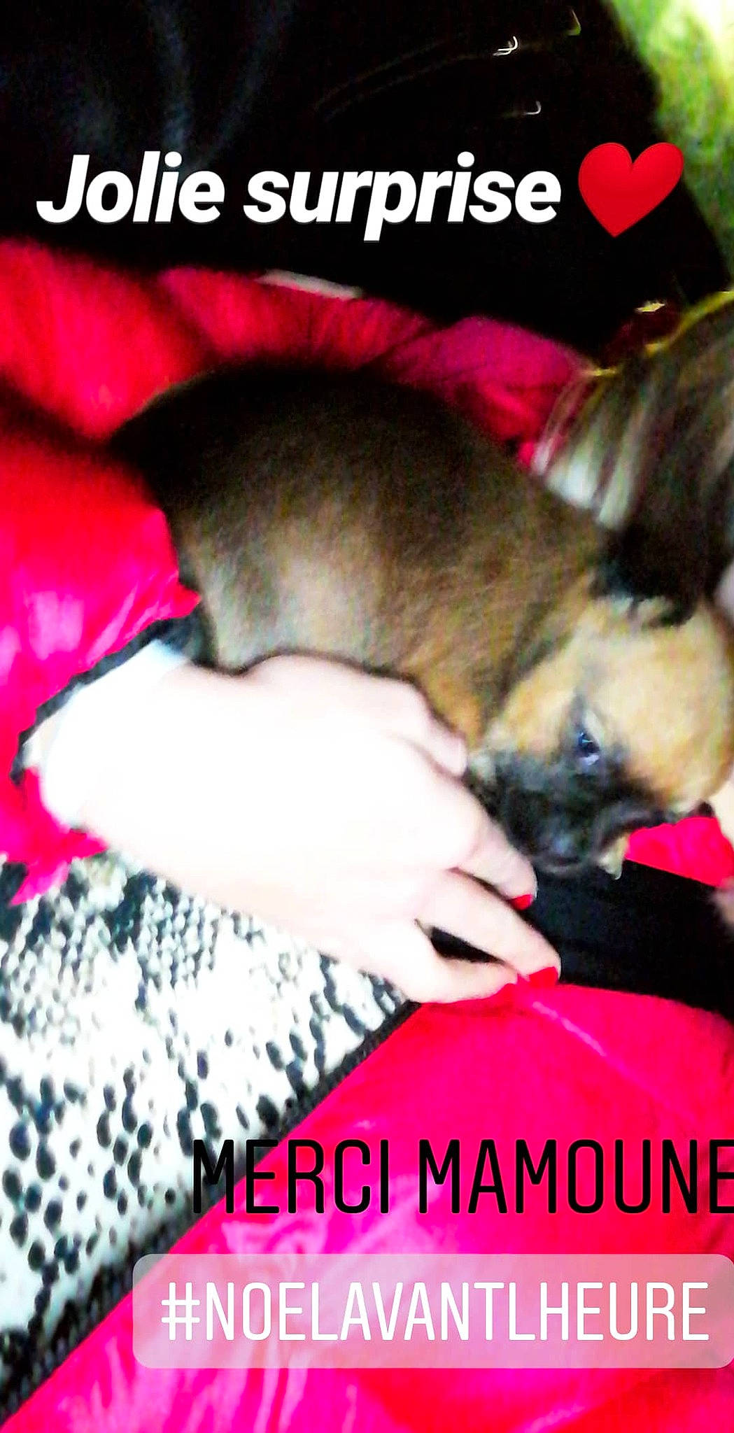 Rocco participe au concours pour gagner de l'argent avec cette photo : canidae, carnivore, companion_dog, dog, dog_breed, fawn, french_bulldog, non_sporting_group, photo_caption, puppy, puppy_love, shih_tzu