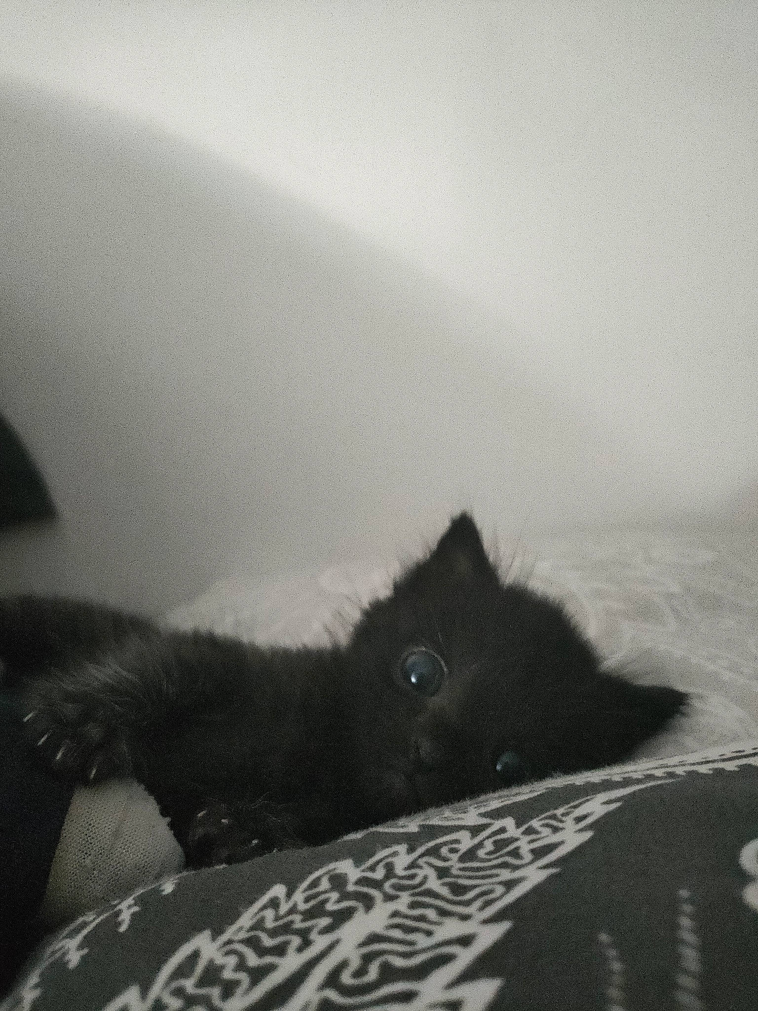 Lune a rejoint le concours — aidez-le/la à gagner de superbes lots ! atmospheric_phenomenon, automotive_tire, ball, black_and_white, cloud, darkness, felidae, fur, grey, landscape, monochrome, monochrome_photography, ocean, paw, sky, small_to_medium_sized_cats, snout, whiskers, wildlife, wind_wave