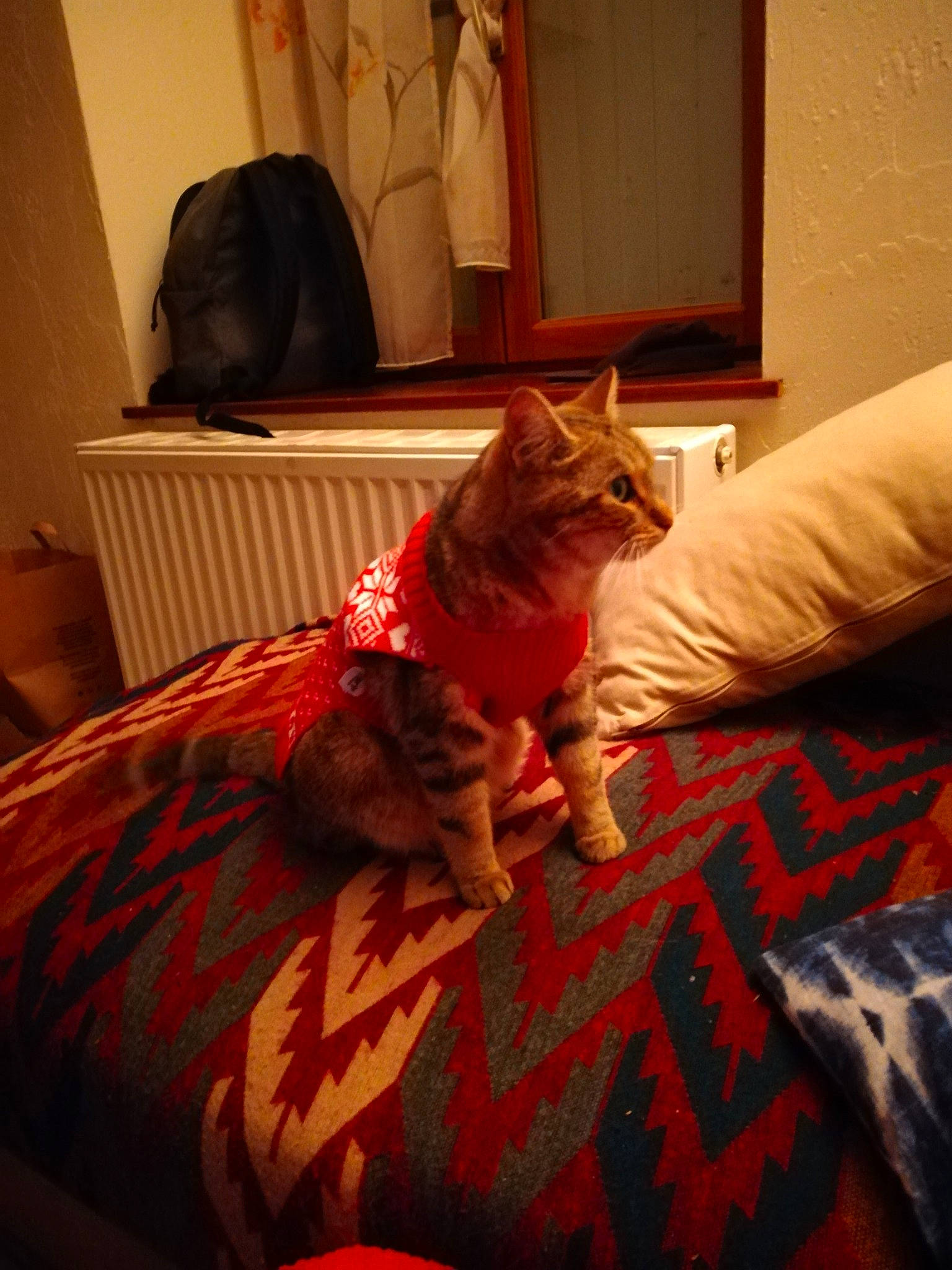 Miou Miou a rejoint le concours — aidez-le/la à gagner de superbes lots ! asian, bed, bed_sheet, bedroom, carnivore, cat, comfort, couch, european_shorthair, felidae, fur, furniture, kitten, leg, linens, pixie_bob, room, small_to_medium_sized_cats, whiskers