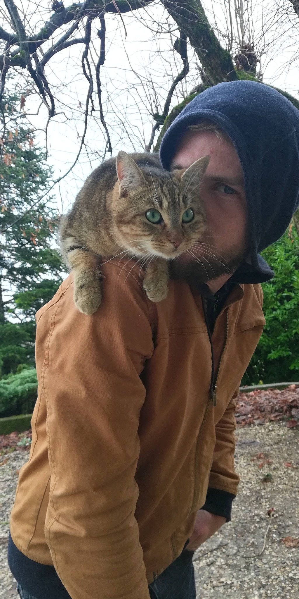 Miou Miou participe au concours pour gagner de l'argent avec cette photo : asian, carnivore, cat, domestic_short_haired_cat, european_shorthair, fawn, felidae, fur, german_rex, outerwear, pixie_bob, small_to_medium_sized_cats, tabby_cat, whiskers, wild_cat