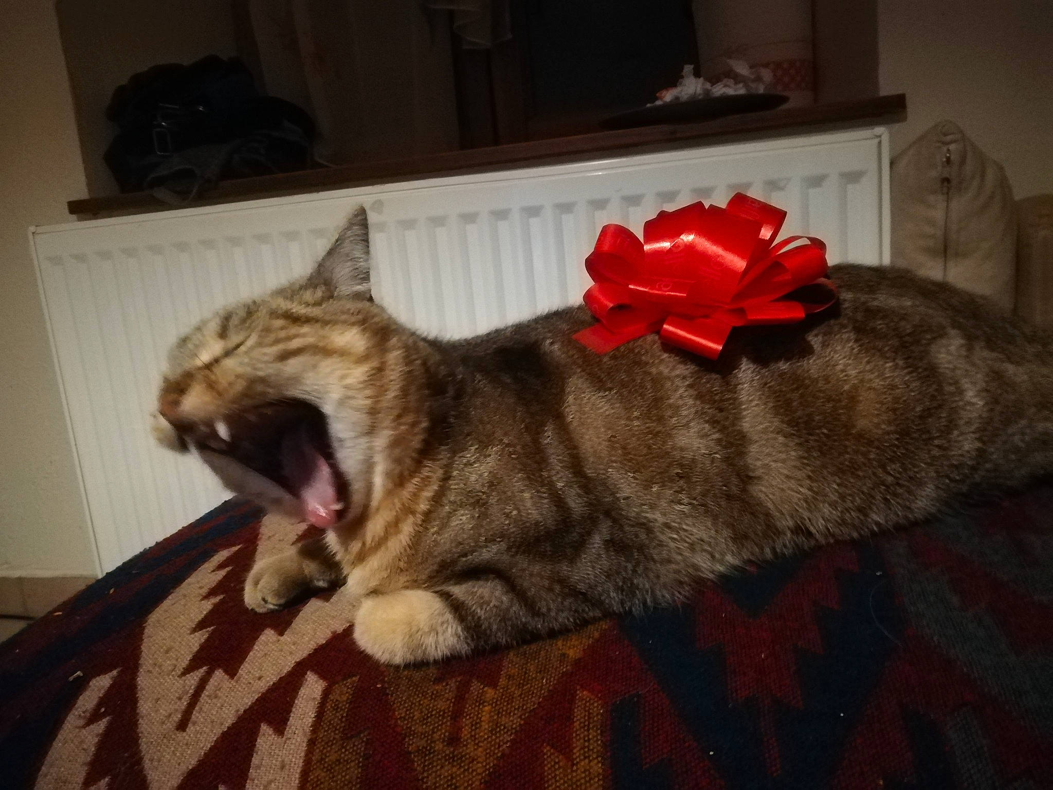 Miou Miou participe au concours pour gagner de l'argent avec cette photo : american_shorthair, asian, carnivore, cat, domestic_short_haired_cat, dragon_li, ear, european_shorthair, facial_expression, fawn, felidae, fur, kitten, mammal, paw, plant, small_to_medium_sized_cats, tabby_cat, tail, whiskers