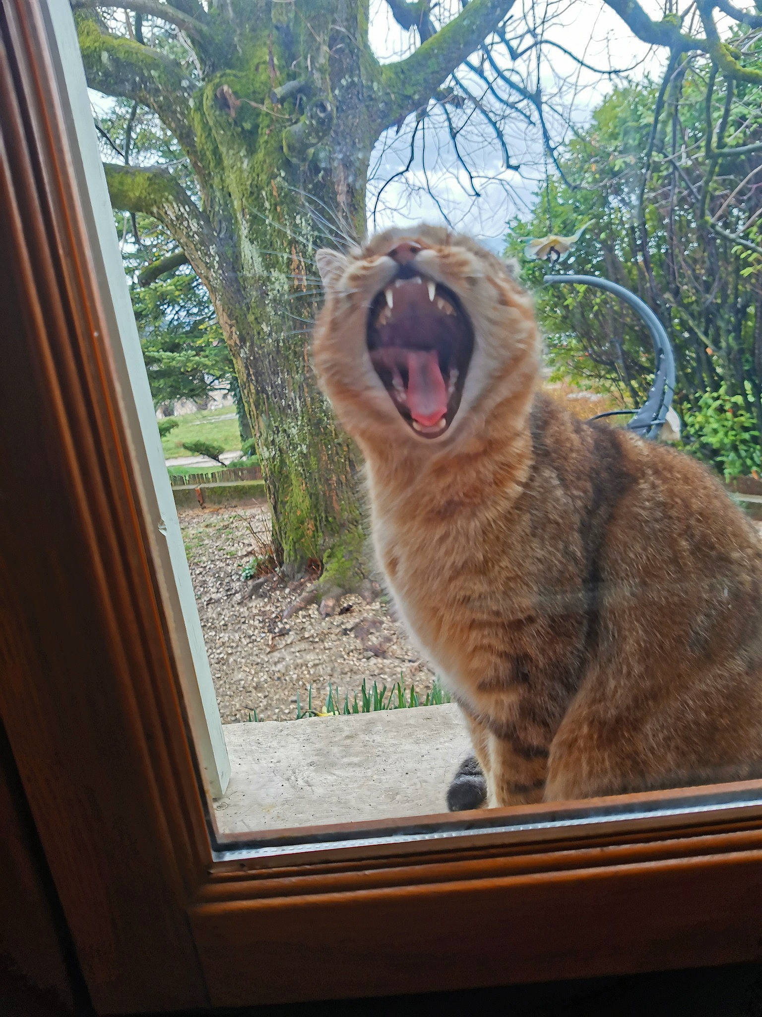 Miou Miou participe au concours pour gagner de l'argent avec cette photo : carnivore, cat, facial_expression, fawn, felidae, fur, lion, plant, roar, small_to_medium_sized_cats, smile, tree, whiskers, wildlife, window, yawn