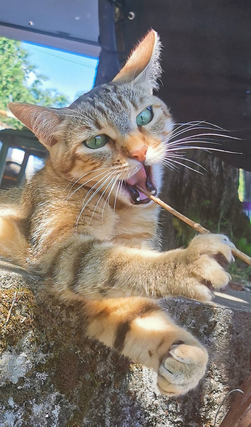 Miou Miou participe au concours pour gagner de l'argent avec cette photo : abyssinian, aegean_cat, asian, carnivore, cat, chausie, domestic_short_haired_cat, dragon_li, european_shorthair, felidae, german_rex, kitten, mammal, ocicat, pixie_bob, small_to_medium_sized_cats, snout, tabby_cat, whiskers, wild_cat