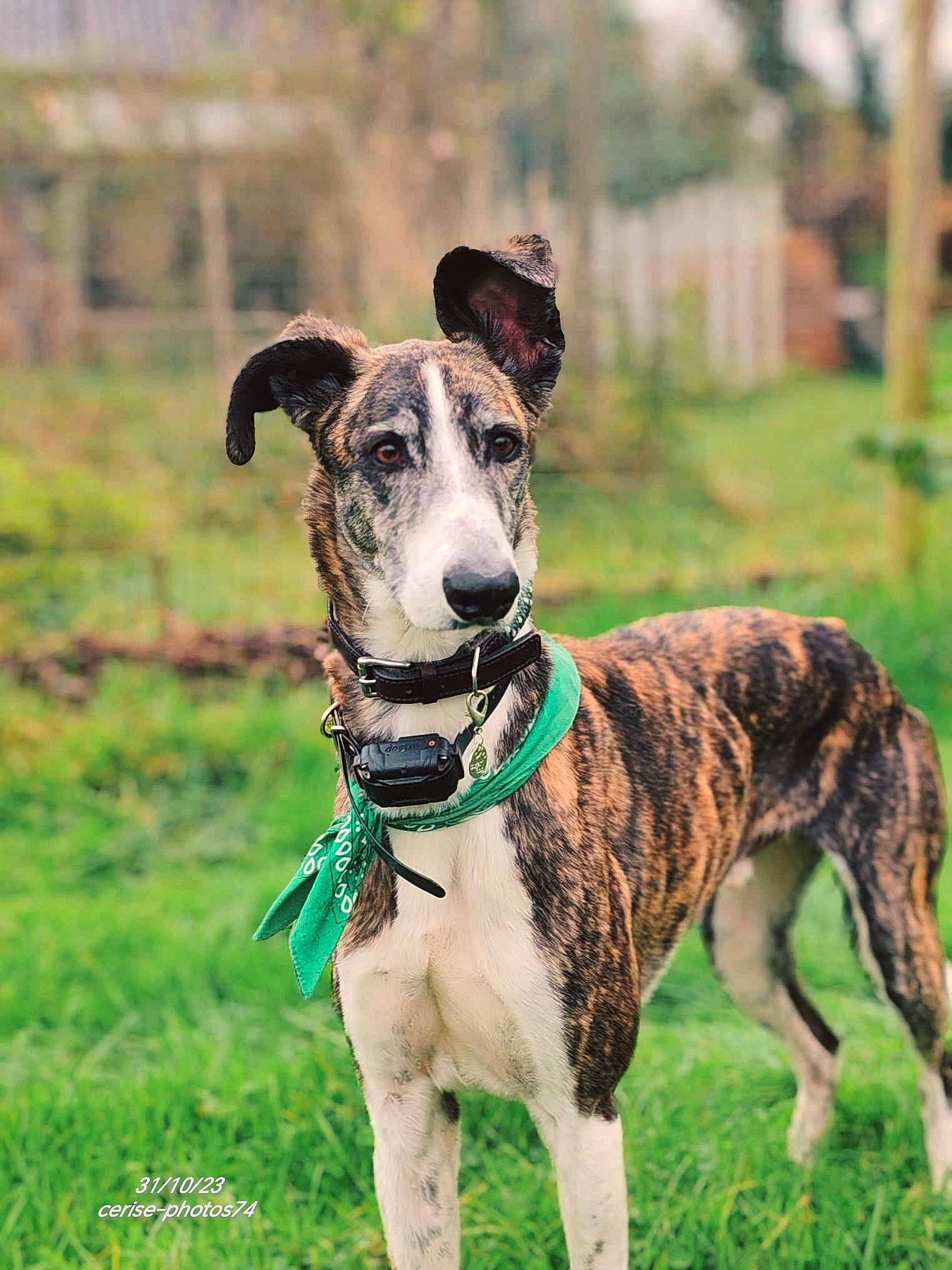 Henty a rejoint le concours — aidez-le/la à gagner de superbes lots ! canidae, carnivore, collar, companion_dog, dog, dog_breed, dog_collar, dog_supply, fashion_accessory, fawn, grass, leash, magyar_agar, pet_supply, plant, rampur_greyhound, sighthound, snout, sporting_group, working_animal